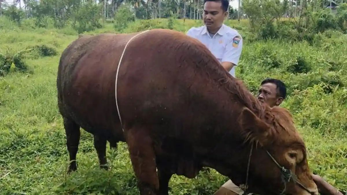 Sapi Kurban Presiden di Solok Selatan Berbobot 882 Kg, Milik Peternak Lokal Lolos Seleksi