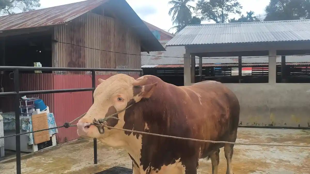 Tarekat Syattariyah Ulakan Tetapkan Idul Adha 29 Mei 2026, Jemaah Langsung Laksanakan Kurban